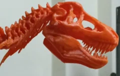Orange dinosaur skull and articulated vertebrae model